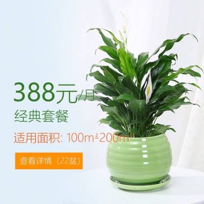 388/月適合辦公室植物租花套餐 100-200平方