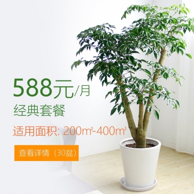 588/月適合辦公室植物租花套餐 200-400平方