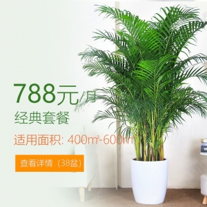 788/月適合辦公室植物租花套餐 400-600平方