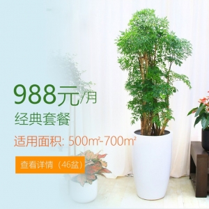 988/月適合辦公室植物租花套餐 500-700平方